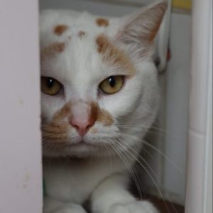 ori